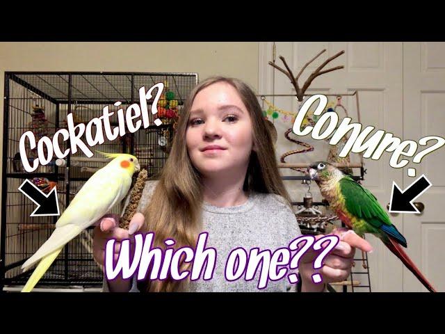 Cockatiel vs. Conure: Which Bird is Right for You?