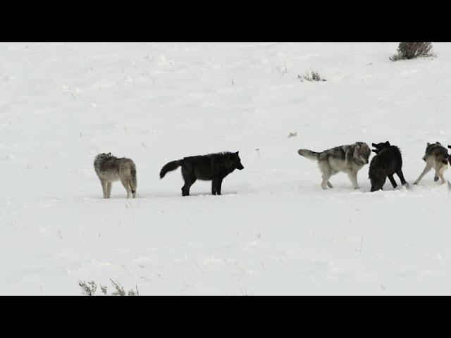 Wapiti Lake Wolf Pups at Play