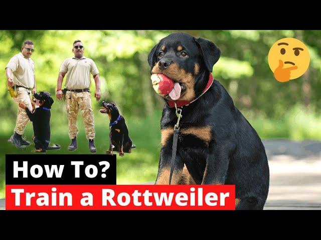 How To Train a Rottweiler puppy learn more about obedience training