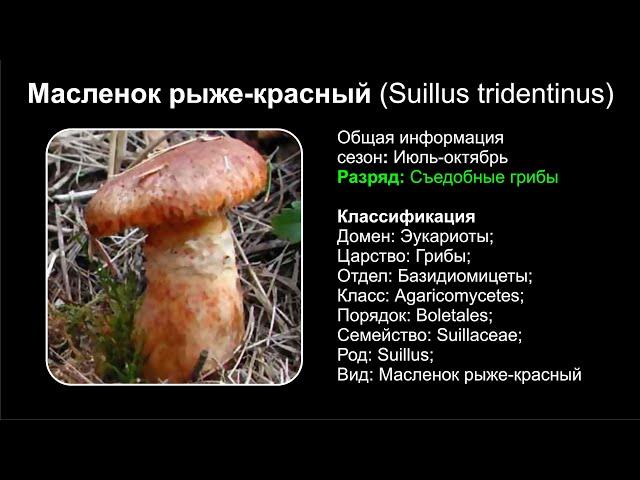 Масленок рыже-красный (Suillus tridentinus)