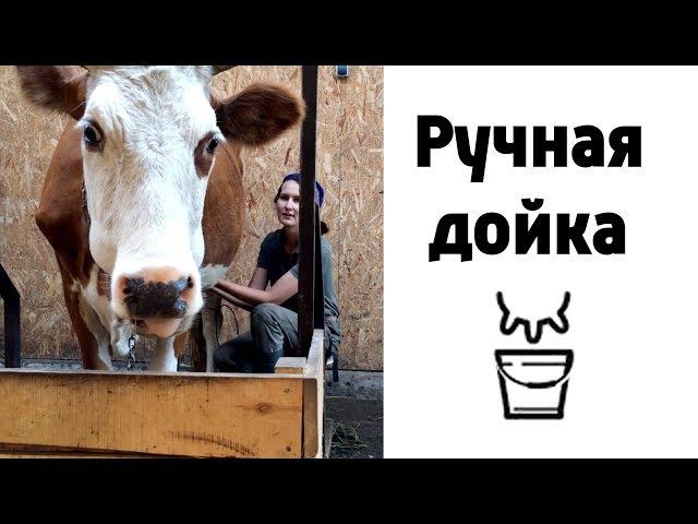 Как доить корову руками?