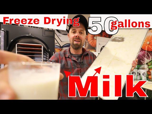 Freeze Drying 50 gallons of Milk  #freezedriedmilk #harvestrightfreezedryer