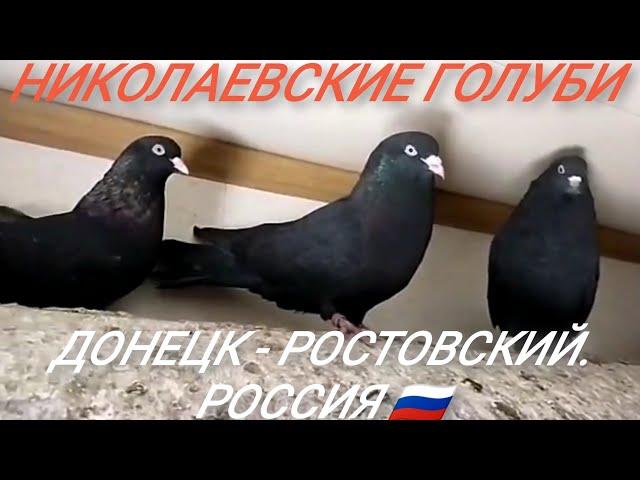 2.ч." НИКОЛАЕВСКИЕ ГОЛУБИ " СЕМЕНЕНКО БОРИС. ДОНЕЦК РОСТОВСКИЙ. 2021.г.