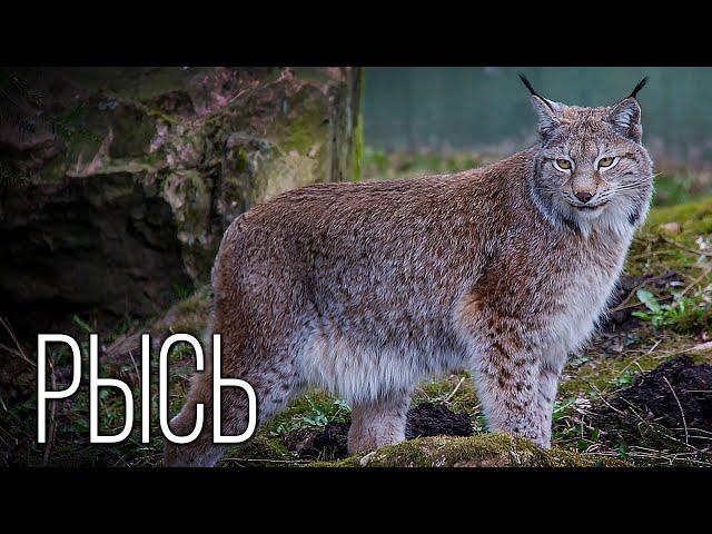 Lynx: Tailless cat with tassels | Interesting facts about lynx