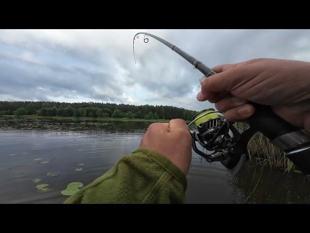 Metrowy sum OKUMA + SHIMANO #fishing #wędkarstwo #wędkowanie #szczupak #ryby #fish #summer