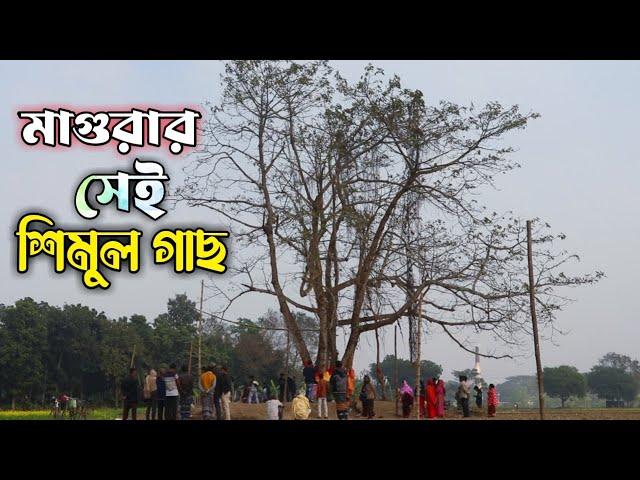 মাগুরার শিমুল গাছের প্রকৃত ঘটনা কি? | VASA Media