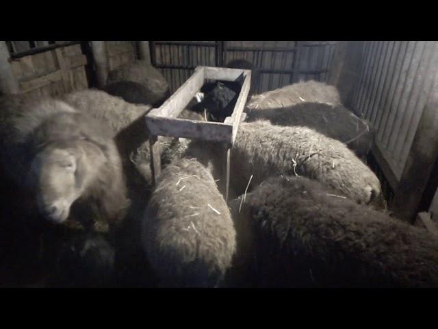 Условия содержания и кормление овец после окота