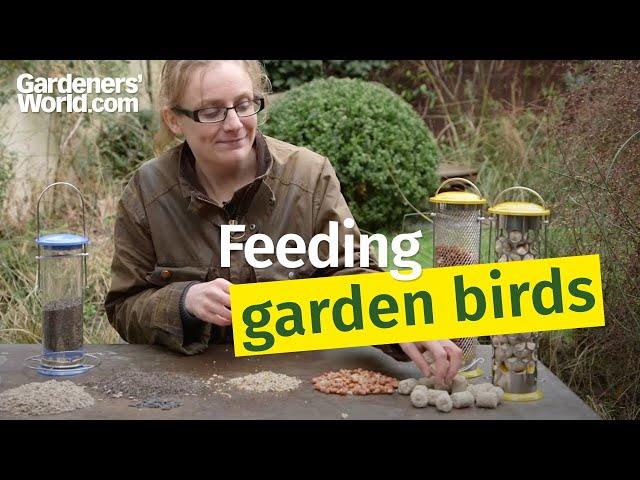 Feeding garden birds