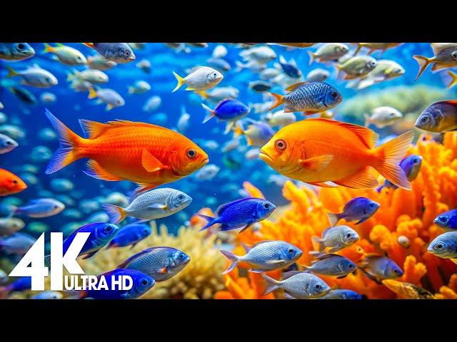 Aquarium 4K Video (Ultra HD)  Beautiful Coral Reef Fish - Relaxation Meditation Music