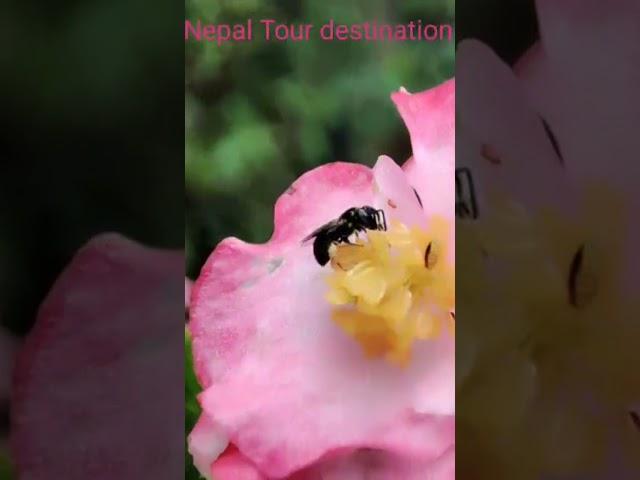 Tour in Nepal