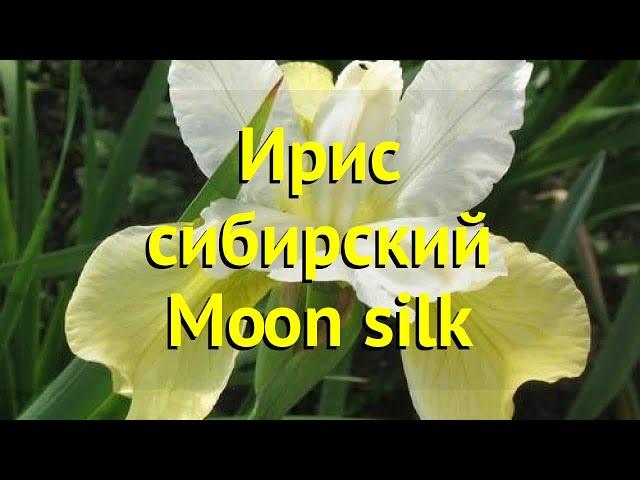 Ирис сибирский Мун Стилк. Краткий обзор, описание характеристик iris sibirica Moon silk