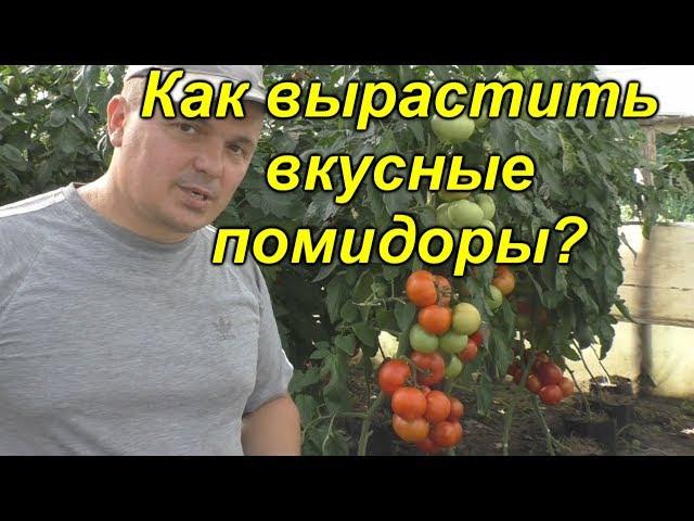 Такие томаты никогда вкусными не будут!