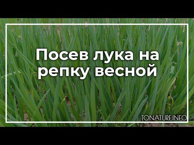 Посев лука на репку весной | toNature.Info