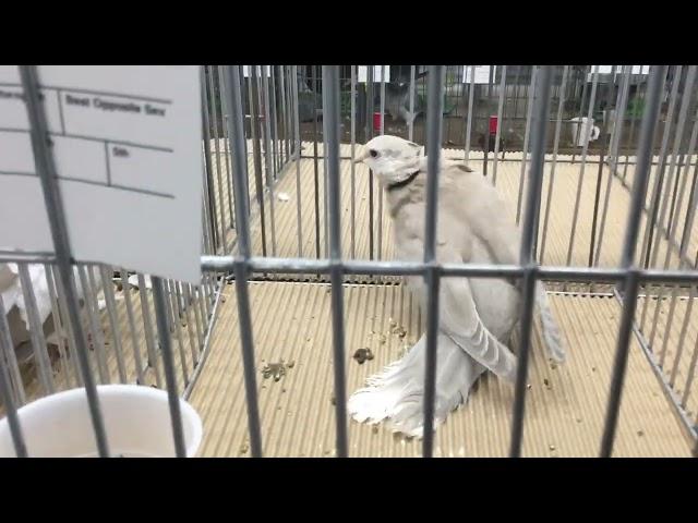 Ring neck Doves on display Reading Pigeon Association Show, Lancaster