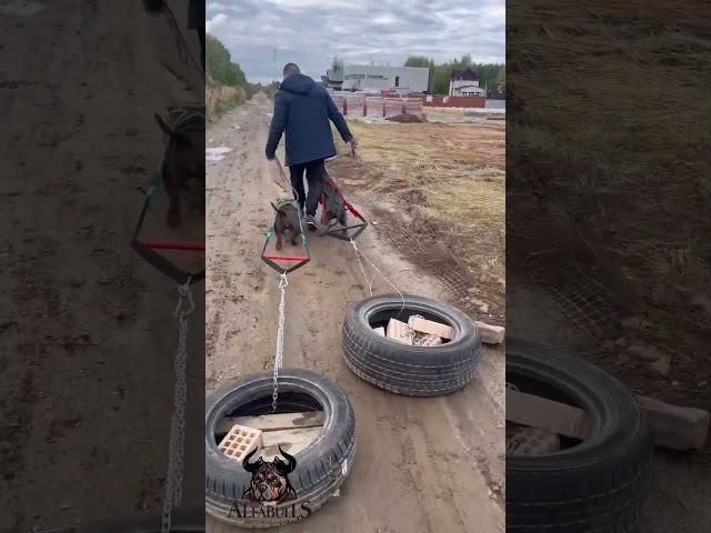 Развитие мышечной массы и рельефа, а так же выносливости у собак!) Тренируемся в любую погоду!)