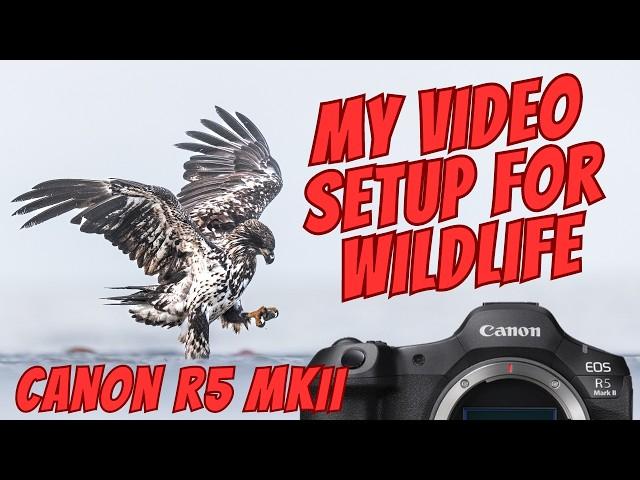 Canon R5 MKII - Wildlife Video Settings for the Best Slow-Mo Footage!