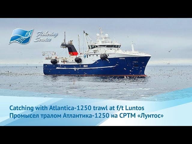 Herring fishing aboard of factory trawler LUNTOS - Промысел сельди на борту СРТМ ЛУНТОС