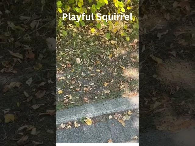 Playful Squirrel enjoying in the woods️️️