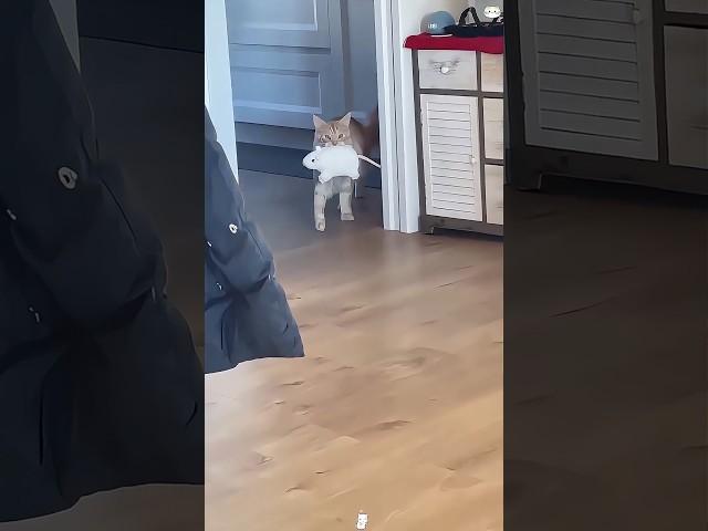 Say sorry to the cat #funnyprank #funny #funnyvideo #pets #funnypet