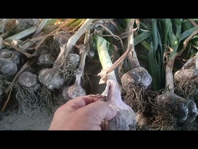 Curing of Garlic Crop after Harvesting to increase Shelf life during storage
