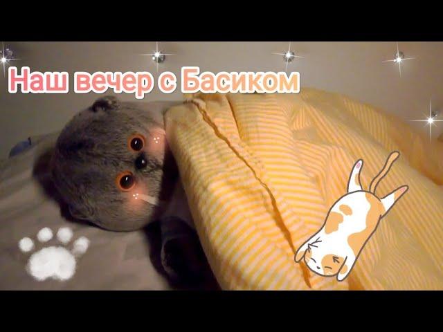 #басик #басики #влог Вечер с котом Басиком | Новый герой на канале