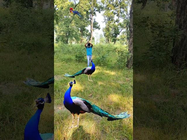 Real peacock  attack #peacock #vtrwildtv #ytshort #wildlife #forest #vtr #zoo #birds