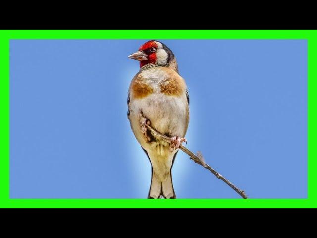 European Goldfinch Song! Call! Sound! Singing! - Jilguero Europeo Canto - Carduelis Carduelis