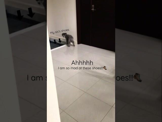 I am so mad at you shoes!!!