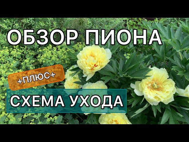 Лучший ЖЁЛТЫЙ ПИОН. ИТО-гибрид Бартзелла