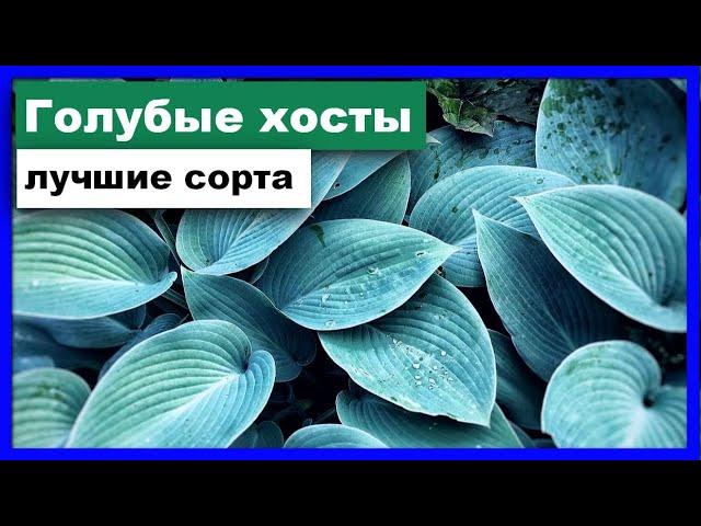 ХОСТЫ: ЛУЧШИЕ СОРТА. ГОЛУБЫЕ ХОСТЫ.