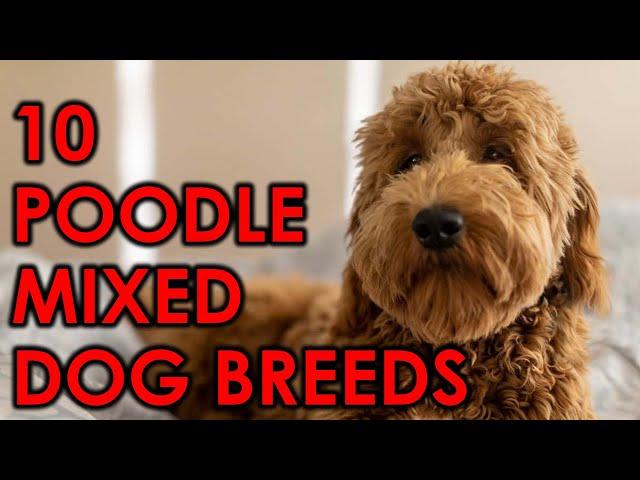 10 Poodle Mix Breeds That Will Make Your Heart Sing