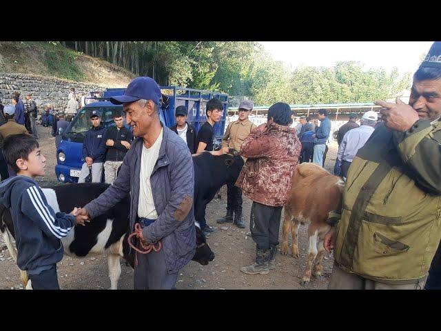 Молбозори Панчакент дупулла нарху навои чорво.07 07 2023.