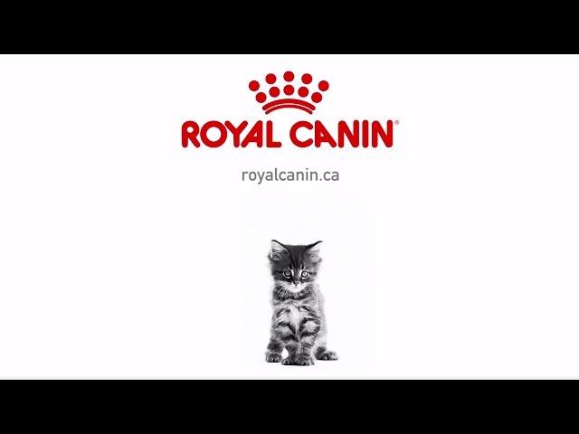 Royal Canin – Kitten