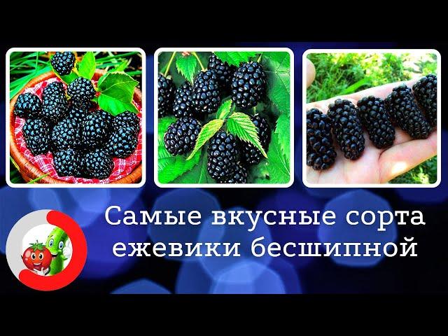 Лучшие сорта ежевики бесшипной. Самая крупная ягода с изысканным вкусом.