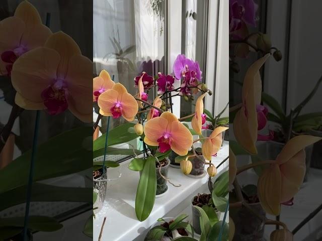 ️#orchids #phalaenopsis #орхидеи #орхидеидома