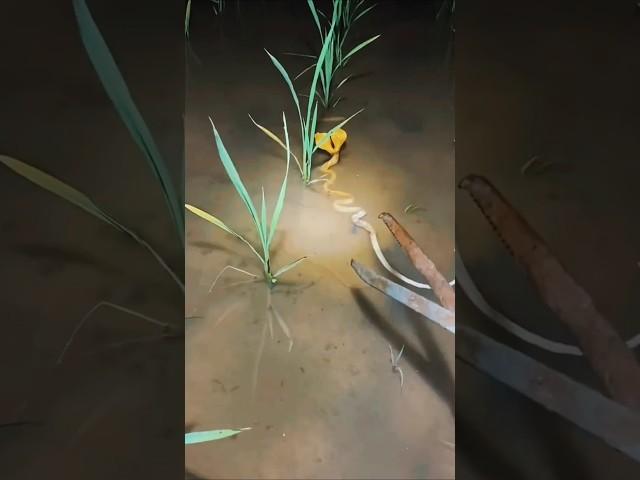 While watering the field' a snake with two mouths appeared  #trending #shortvideo