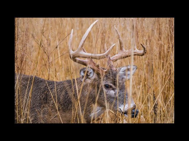 Whitetail Deer Buck Grunt - Contact Grunt - Sound Only