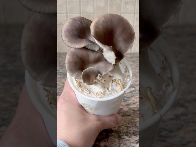 Growing Oyster Mushrooms in Coffee Grounds #oystermushroom #fungi #mushroom