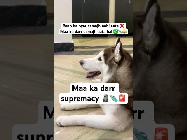 Husky IGNORES me AGAIN ‍️ #funnyhusky #dogparents #shorts
