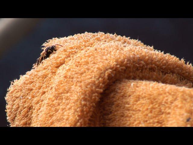 When nature meets texture: watch this wasp enjoy a moment of relaxation