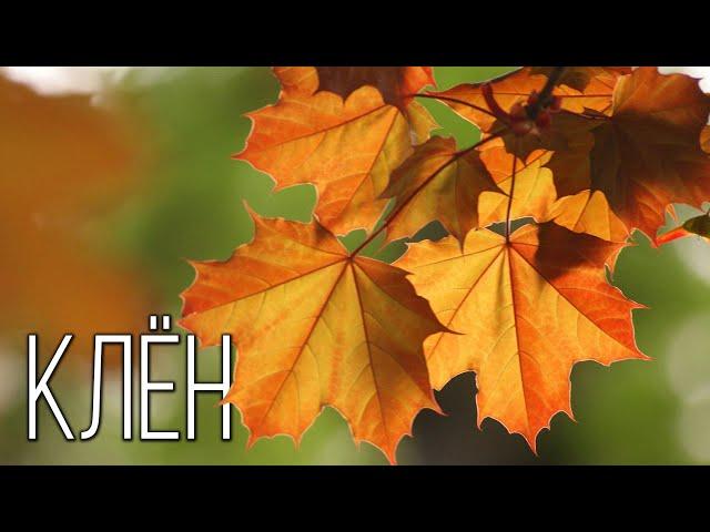 Maple: A symbol of autumn foliage | Interesting facts about maple