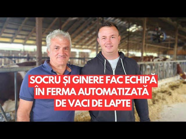 Socru și Ginere - echipă în ferma automatizată de vaci de lapte