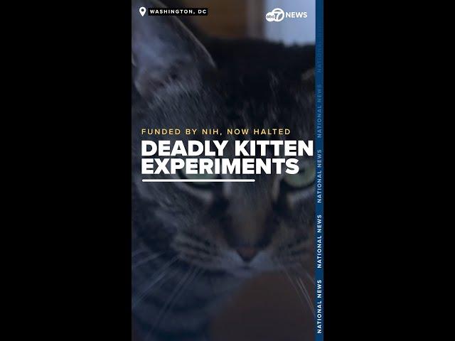 Deadly kitten experiments funded by NIH at UC-Davis halted after White Coat inquiry