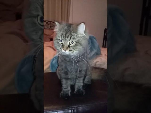 Masha the Siberian cat loves bubbles.