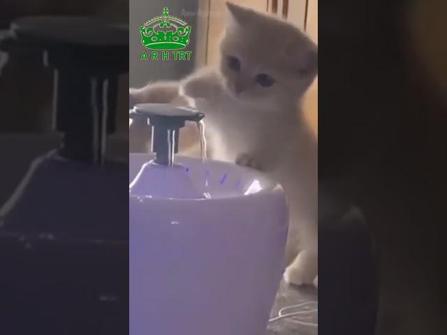 Cute  Cat #short #cutcat #cats #cutecats #video #arh