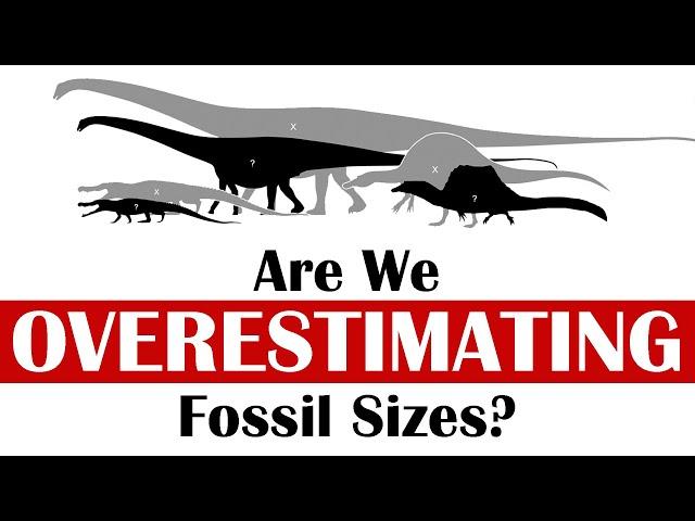 Are We Overestimating Fossil Sizes?