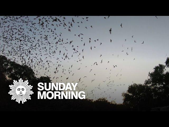 Nature: Bat swarm