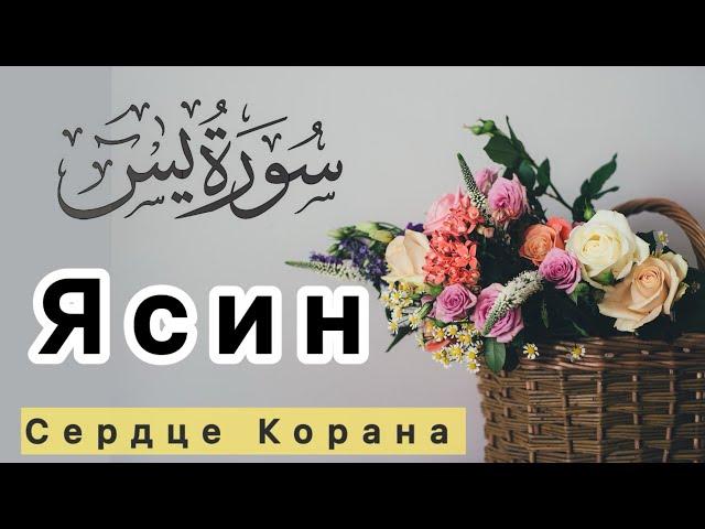 Сура Ясин (СЕРДЦЕ КОРАНА) СЛУШАЙТЕ КАЖДЫЙ ДЕНЬ. будет БАРАКАТ КАЖДЫЙ ДЕНЬ 