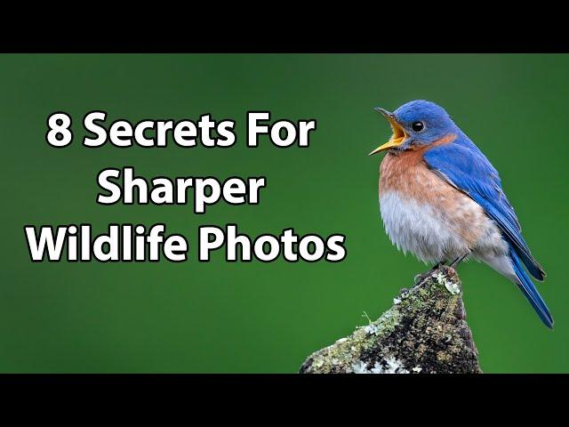 8 Secrets For Sharper Wildlife Photos