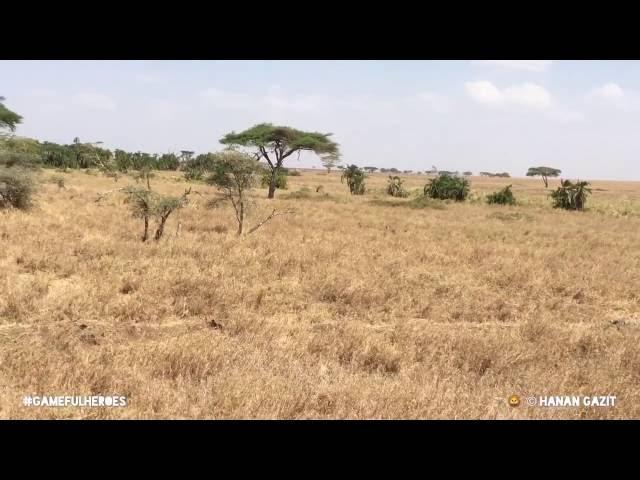 The killing game Lions @ Serengeti